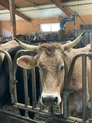Biolandhof Hold Allgäu